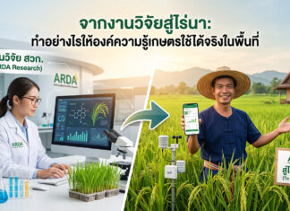 สวก. ขับเคลื่อน “งานวิจัยเกษตร” สู่ไร่นา พลิกโฉมองค์ความรู้สู่การปฏิบัติจริงในพื้นที่ ภาพแบ่งครึ่งแนวตั้งแสดงการเชื่อมโยงระหว่างงานวิจัยกับการใช้งานจริงในไร่นา ด้านซ้ายเป็นนักวิจัยหญิงในห้องปฏิบัติการ ARDA กำลังทำงานกับคอมพิวเตอร์ที่แสดงกราฟข้อมูลและโมเลกุลของพืชข้าว รอบโต๊ะมีกล้องจุลทรรศน์ ต้นกล้าข้าว และบีกเกอร์ ด้านขวาคือเกษตรกรชายยิ้มยืนในทุ่งนาข้าว ถือสมาร์ทโฟนแสดงกราฟข้อมูล มีอุปกรณ์ IoT ติดตั้งในทุ่งนา ลูกศรสีเขียวขนาดใหญ่ชี้จากห้องแล็บไปยังทุ่งนา พร้อมป้าย ARDA “สู่ไร่นาจริง (To Real Farms)” และข้อความหัวเรื่องสีเขียว “จากงานวิจัยสู่ไร่นา: ทำอย่างไรให้องค์ความรู้เกษตรใช้ได้จริงในพื้นที่”