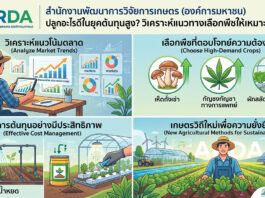 ปลูกอะไรดีในยุคต้นทุนสูง วิเคราะห์แนวทางเลือกพืชให้เหมาะกับตลาด อินโฟกราฟิกแนะนำการเลือกพืชเพาะปลูกในยุคต้นทุนสูงโดย สวก. แบ่งเป็น 4 หัวข้อหลัก ได้แก่ การวิเคราะห์แนวโน้มตลาด, การเลือกพืชที่ตอบโจทย์ความต้องการ เช่น เห็ดถั่งเช่า กัญชงกัญชาทางการแพทย์ และผักสลัดไฮโดรโปนิกส์, การจัดการต้นทุนอย่างมีประสิทธิภาพด้วยระบบน้ำหยดและโรงเรือน, และเกษตรวิถีใหม่เพื่อความยั่งยืนด้วยพลังงานสะอาด